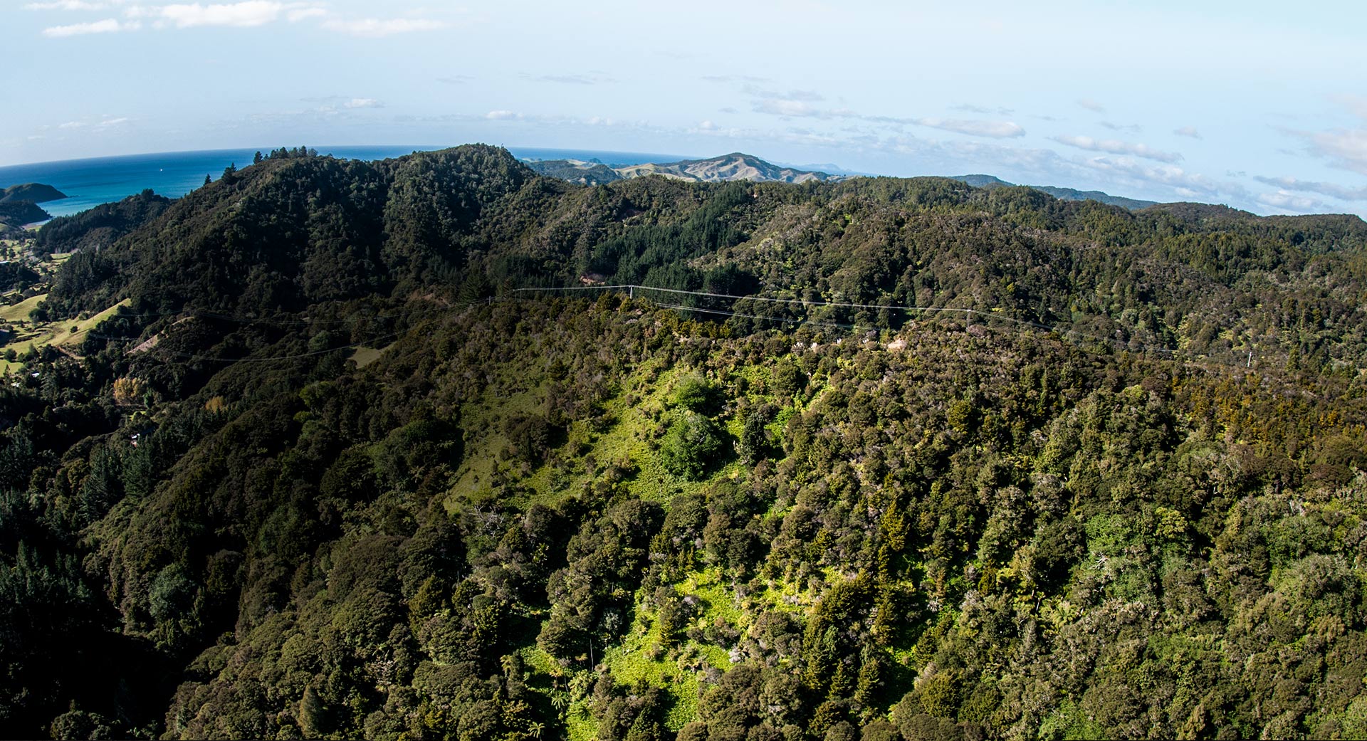 Stop Wild Ginger in Northland